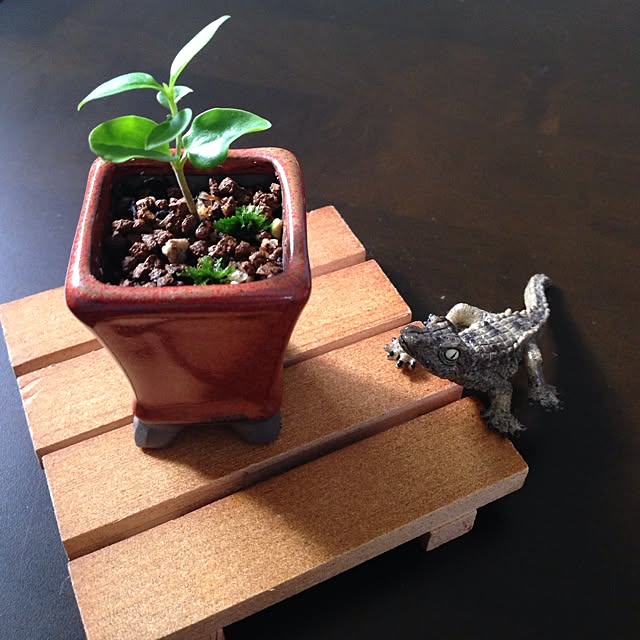 机 鉢は3 4cm 超ミニ盆栽 Naturalkitchen 100均 などのインテリア実例 14 06 03 16 03 35 Roomclip ルームクリップ