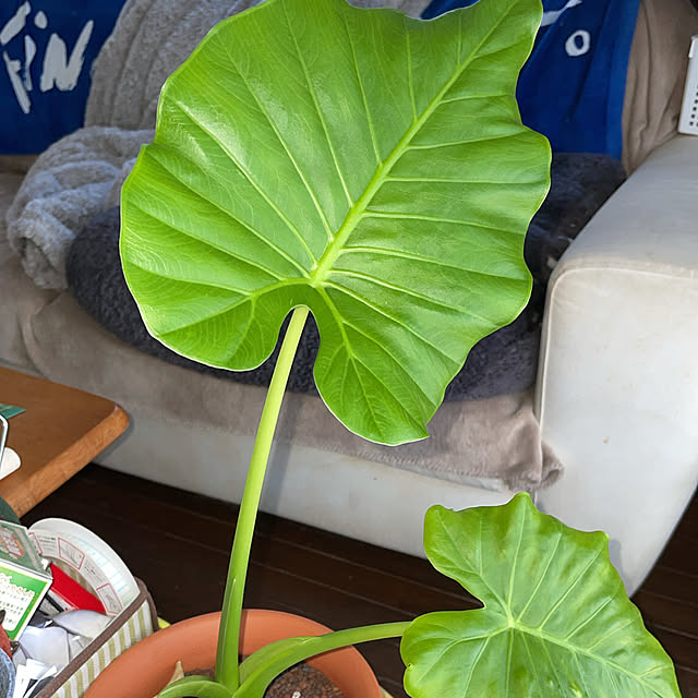 お試し クワズイモ 出世芋 白色 4号 アロカシア オドラ 芋 アローカシア サトイモ 出世芋 アジアングリーン トトロ 傘 食わず芋 クワイズモのレビュー クチコミとして参考になる投稿3枚 Roomclip ルームクリップ