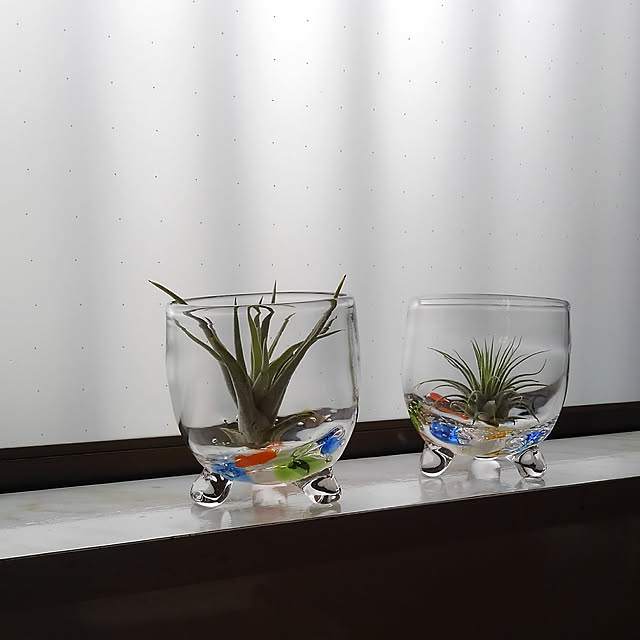 マラソン おうち時間応援クーポン エアープランツ おまかせ5個 セット Sサイズ スツールプレゼント エアプランツ ティランジア チランジア インテリア グリーン おしゃれ 人気 吊り下げ ハンギング 花 ディスプレイ ギフトのレビュー クチコミとして参考になる投稿16