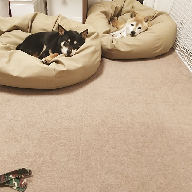 ペットベッド 犬 中型犬 Mサイズ ビーズクッション 国産合皮レザー 汚れ わた 犬 ネコ 安心 ビーズ わた補充可能 カバー 日本製 プレゼント ギフト コテラ こてらのレビュー クチコミとして参考になる投稿枚 Roomclip ルームクリップ ペットベッド 犬 中型犬 Mサイズ ビーズクッション 国産合皮レザー 汚れ わた 犬 ネコ 安心 ビーズ わた補充可能 カバー 日本製 プレゼント ギフト コテラ こてらのレビュー クチコミとして参考になる投稿枚 Roomclip ルームクリップ