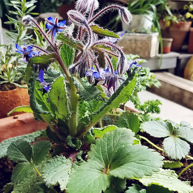 本日p5倍 ハーブ 苗 ボリジ青花 ハーブティー 栽培キット 寄せ植え 鉢植え タイム 乾燥 ドライハーブ セット 室内 プランター 種 ラベンダー 苗木 花苗 観葉植物 ハーブガーデン ハーブミックス ハーブの土 かわいい ボリジ青のレビュー クチコミとして参考になる投稿 本日p5倍 ハーブ 苗 ボリジ青花 ハーブティー 栽培キット 寄せ植え 鉢植え タイム 乾燥 ドライハーブ セット 室内 プランター 種 ラベンダー 苗木 花苗 観葉植物 ハーブガーデン ハーブミックス ハーブの土 かわいい ボリジ青のレビュー クチコミとして参考になる投稿