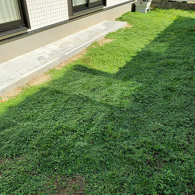 予約特典 レビュー特典あり クラピア K7 白 新品種 10株 すくすくセット 完全植栽マニュアル付き 苗10ポット 肥料2種 有機一発肥料 メネデール 雑草対策 グランドカバー K5より耐病性が優れるのレビュー クチコミとして参考になる投稿12枚