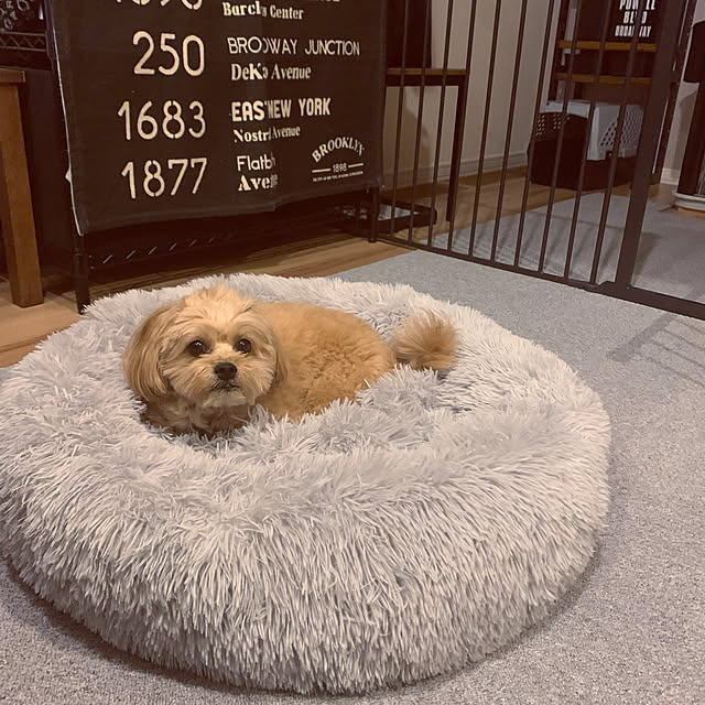 ペットスイート M グレー 犬 猫用キャリーバッグ キャリーケース クレート(7kgまで)お一人様2点限り 関東当日便のレビュー・クチコミとして参考になる投稿13枚 | RoomClipショッピング ペットスイート M グレー 犬 猫用キャリーバッグ キャリーケース クレート(7kgまで)お一人様2点限り 関東当日便のレビュー・クチコミとして参考になる投稿13枚 | RoomClipショッピング