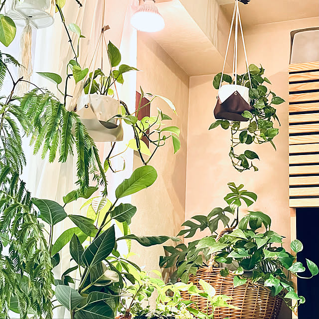 写真付きレビュー】AMATERAS 20W 植物育成用LED 口金E26 植物育成ライト アマテラス 観葉植物 テラリウム 沖縄別途送料 関東当日便の通販商品口コミ情報 | RoomClipショッピング 写真付きレビュー】AMATERAS 20W 植物育成用LED 口金E26 植物育成ライト アマテラス 観葉植物 テラリウム 沖縄別途送料 関東当日便の通販商品口コミ情報 | RoomClipショッピング