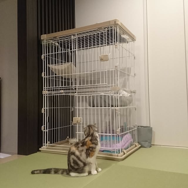 猫 ケージ ゲージ 木製 風 猫 ウッディキャットケージ 2段 Pwcr 962 送料無料木目 調 防水 カビない 割れない アイリスオーヤマ ハンモック付 多段 留守番 保護 脱走防止 スライド扉 Ranking のレビュー クチコミとして参考になる投稿4枚