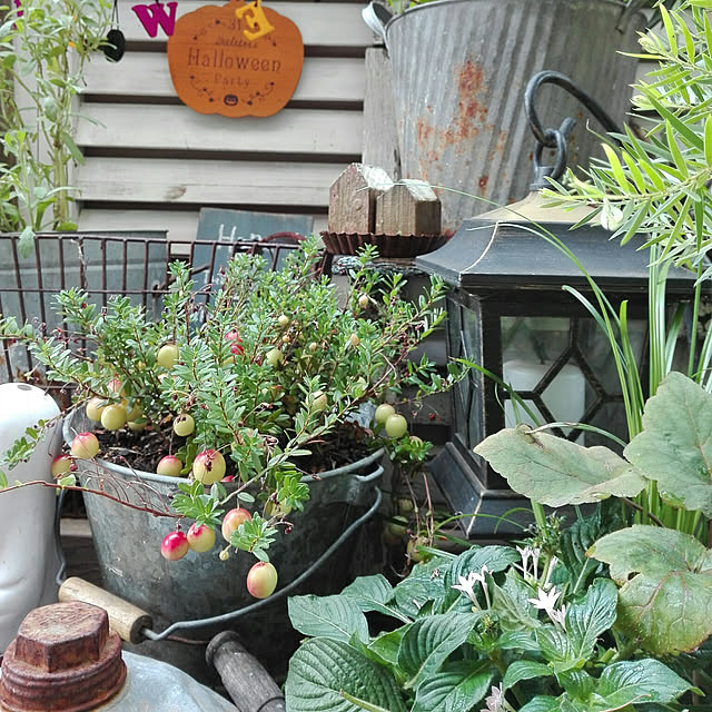良品花壇苗 廣瀬さんのクランベリーツルコケモモ4 5号鉢植えのレビュー クチコミとして参考になる投稿2枚 Roomclip ルームクリップ 良品花壇苗 廣瀬さんのクランベリーツルコケモモ4 5号鉢植えのレビュー クチコミとして参考になる投稿2枚 Roomclip ルームクリップ