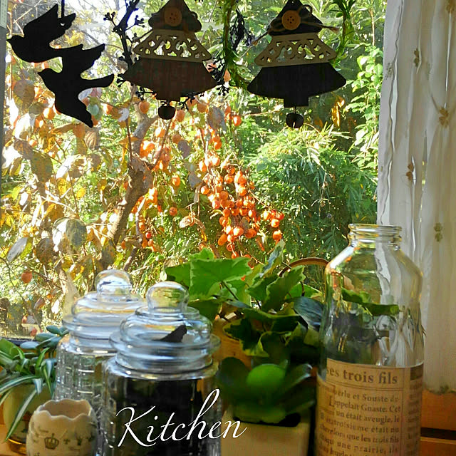 写真付きレビュー 1ポット ツルウメモドキ 9cmポット苗 樹木苗 苗木 つるもどきの通販商品 口コミ情報 Roomclipショッピング