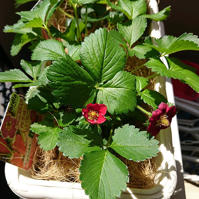 野菜の苗 おためし3種6株セット 四季なりいちご 夏姫 紅茜 桃娘のレビュー クチコミとして参考になる投稿3枚 Roomclip ルームクリップ