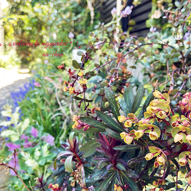 ユーフォルビア ブラックバード 3 5号 花芽 花付き 寄せ植え 鉢植え ガーデニングのレビュー クチコミとして参考になる投稿1枚