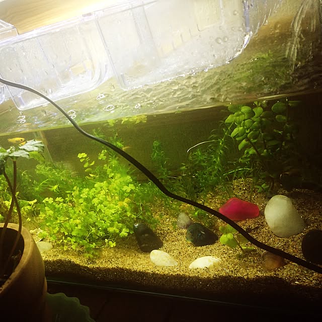 お一人様2点限り 水作 30cmインテリア水槽セット グラスガーデンs300 プランツアクアスタイル 関東当日便のレビュー クチコミとして参考になる投稿1枚 Roomclip ルームクリップ