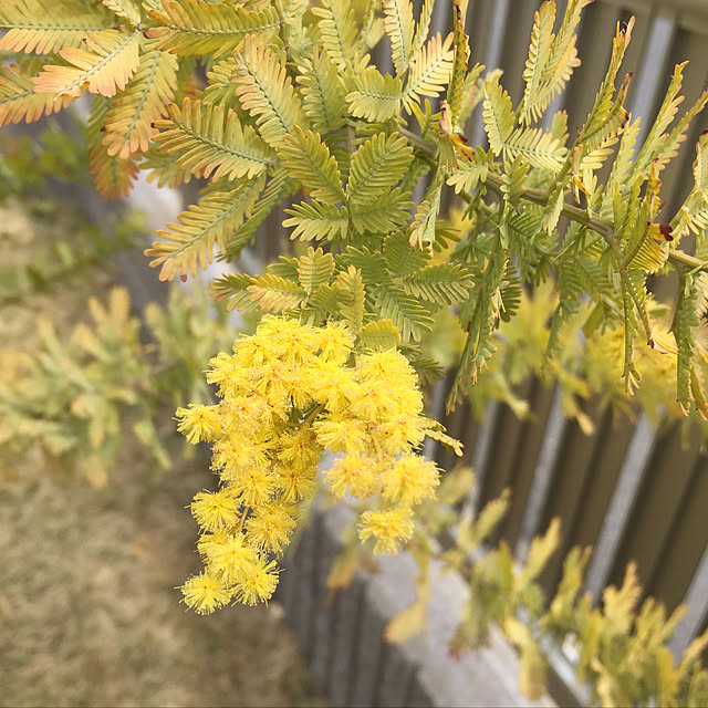 ミモザアカシア 大苗 7号ポット苗木 銀葉アカシア のレビュー クチコミとして参考になる投稿4枚