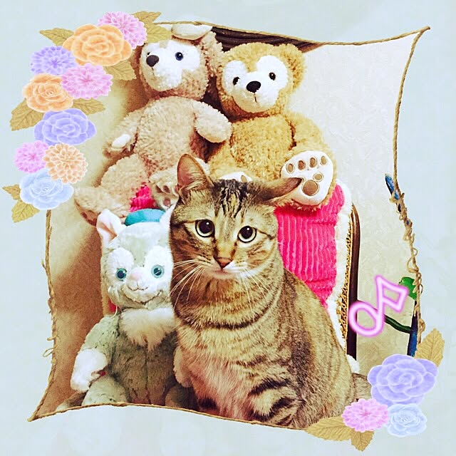 ベッド周り むぎわら猫のミィ シェリーメイ ダッフィー ジェラトーニ などのインテリア実例 16 04 23 07 34 32 Roomclip ルームクリップ ベッド周り むぎわら猫のミィ シェリーメイ ダッフィー ジェラトーニ などのインテリア実例 16 04 23 07 34 32 Roomclip ルームクリップ