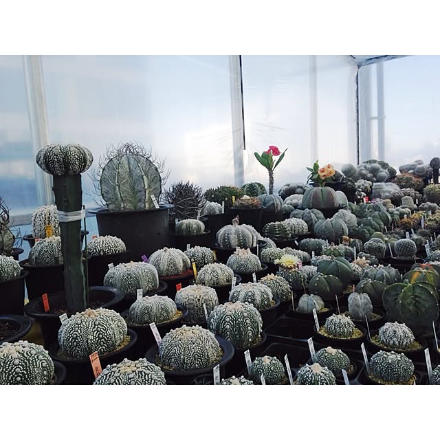 池袋 鶴仙園 ショッピング サボテン 植物屋のインテリア実例 14 03 15 15 05 25 Roomclip ルームクリップ 池袋 鶴仙園 ショッピング サボテン 植物屋のインテリア実例 14 03 15 15 05 25 Roomclip ルームクリップ