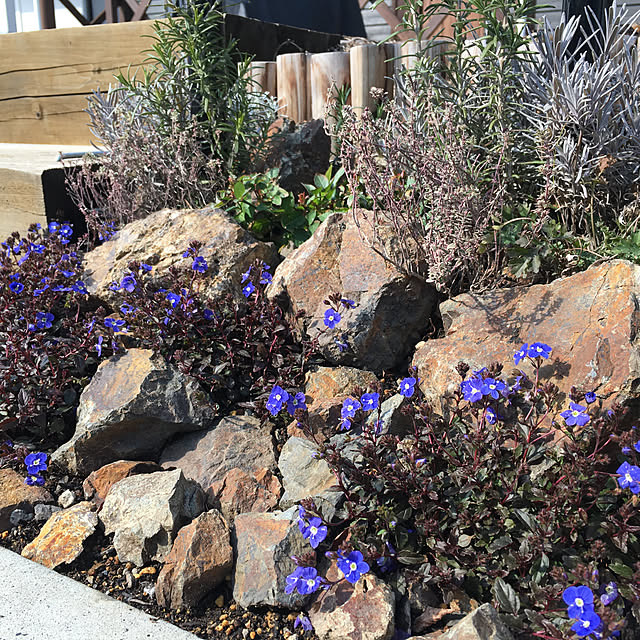 写真付きレビュー ベロニカ トラノオ オックスフォードブルー の通販商品 口コミ情報 Roomclipショッピング 写真付きレビュー ベロニカ トラノオ オックスフォードブルー の通販商品 口コミ情報 Roomclipショッピング