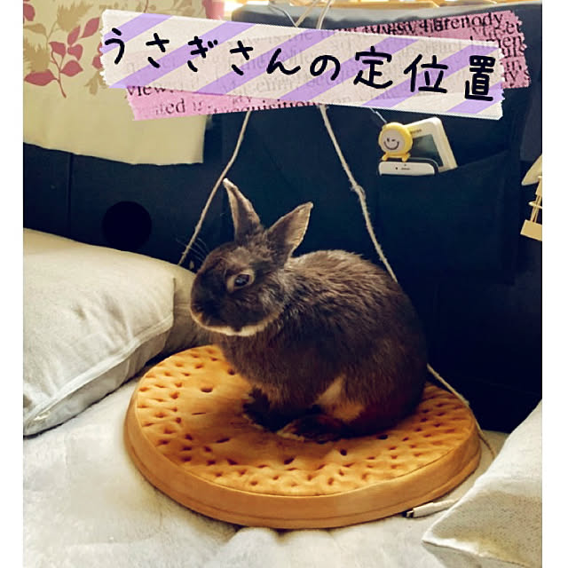 ニトリです ˊᵕˋ ɢᵒᵒᵈ ビスケットのクッション 枕と枕の間がうさぎさんの定位置 ニトリ 建売住宅だけど可愛く などのインテリア実例 19 04 06 16 08 00 Roomclip ルームクリップ