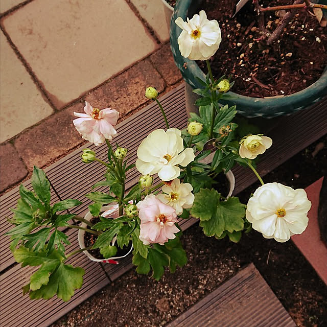 写真付きレビュー ラナンキュラス ラックス アリアドネ 苗 4号ポット 苗 耐寒性 宿根草 球根植物 0125の通販商品 口コミ情報 Roomclipショッピング