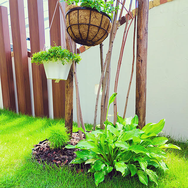 写真付きレビュー 草花の苗 コキア ホウキグサ 3号ポット 2株セットの通販商品 口コミ情報 Roomclipショッピング