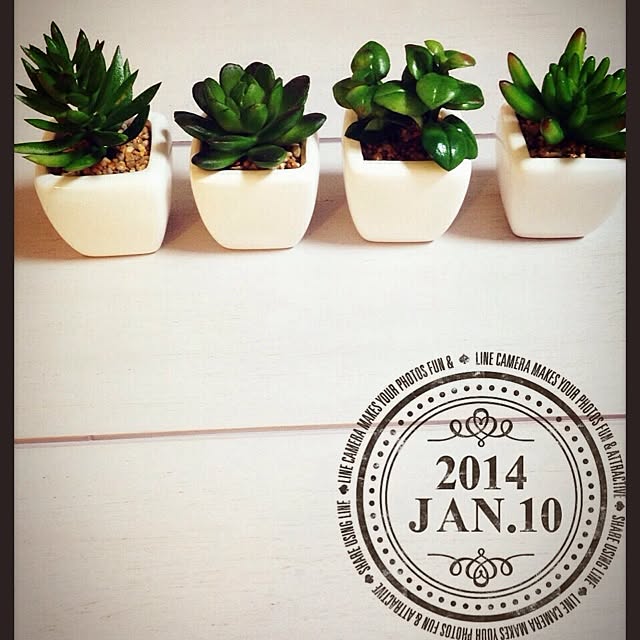 すべての美しい花の画像 50 素晴らしいコーナン 多肉 植物