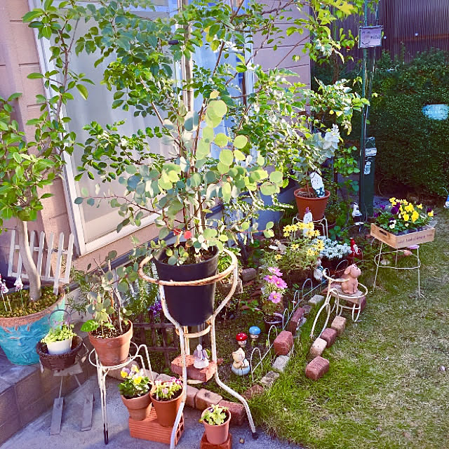 写真付きレビュー 送料無料 エバーリーフ ジェノベーゼ スイートバジルの苗 ハーブ苗 12cmポット 1個 人気 ハーブの苗 バジル苗 スイートバジル苗 野菜苗 家庭菜園 ガーデニング プランター 鉢植え 室内栽培 ベランダ菜園 プレゼント ギフト 贈答 植育 キッチン