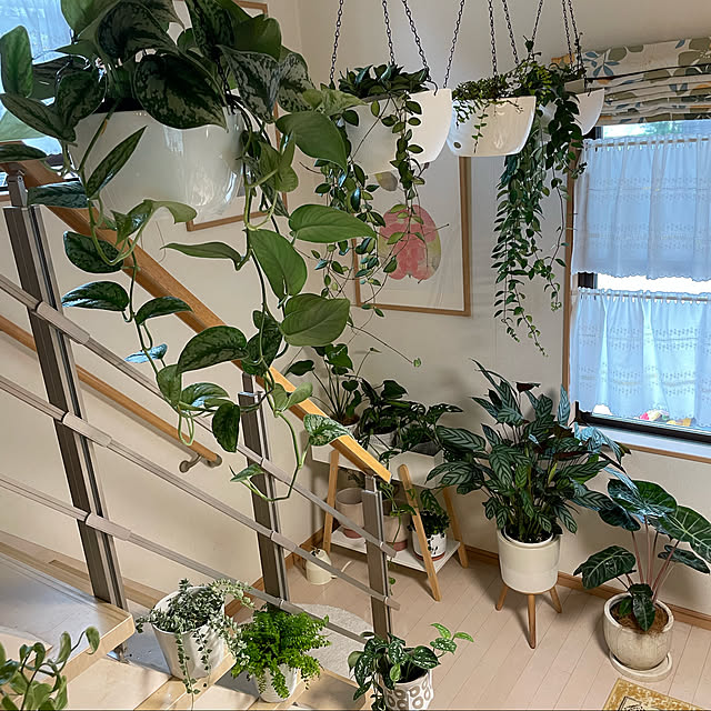 写真付きレビュー T4u cm 植木鉢 ハンギングバスケット 吊り鉢 ハンギングプランター 観葉植物 自動給水 花鉢 屋外 白 2点入りの通販商品 口コミ情報 Roomclipショッピング 写真付きレビュー T4u cm 植木鉢 ハンギングバスケット 吊り鉢 ハンギングプランター 観葉植物 自動給水 花鉢 屋外 白 2点入りの通販商品 口コミ情報 Roomclipショッピング