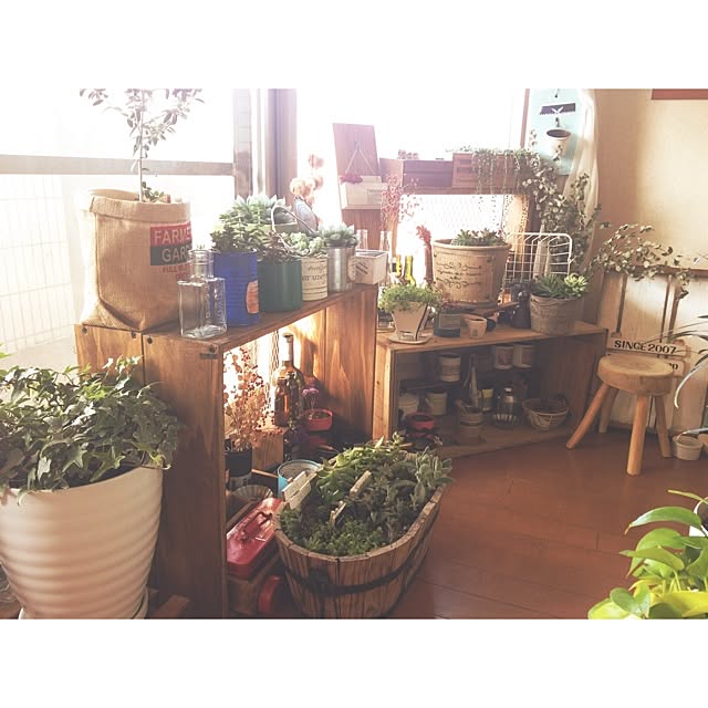 リビング 室内ガーデニング 多肉植物 Diy 棚 まな板リメイク などのインテリア実例 14 02 24 11 02 49 Roomclip ルームクリップ
