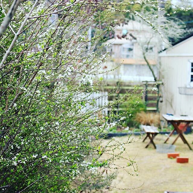 庭/IG⏩OJYUNAO/花のある生活/花のある暮らし/グリーンのある暮らし...などのインテリア実例 - 2016-03-10 09:42:40