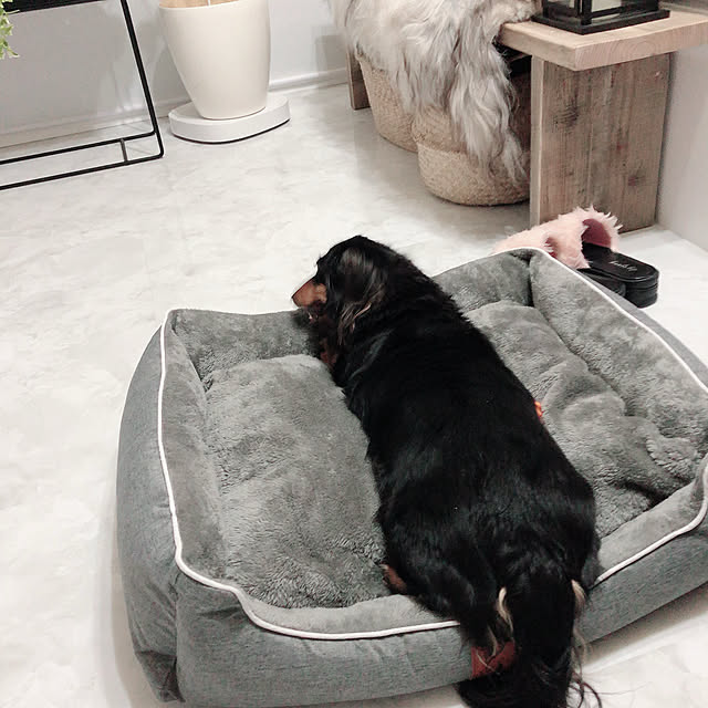 犬用 猫用 ペット ベッド スクエアベッド グレー Warmpetho L のレビュー クチコミとして参考になる投稿2枚 Roomclip ルームクリップ 犬用 猫用 ペット ベッド スクエアベッド グレー Warmpetho L のレビュー クチコミとして参考になる投稿2枚 Roomclip ルームクリップ