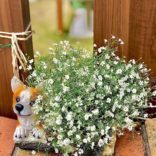カスミソウ ジプシーホワイト3株セット 花苗 かすみ草 ホワイト 販売 通販 種類のレビュー クチコミとして参考になる投稿1枚 Roomclip ルームクリップ カスミソウ ジプシーホワイト3株セット 花苗 かすみ草 ホワイト 販売 通販 種類のレビュー クチコミとして参考になる投稿1枚 Roomclip ルームクリップ