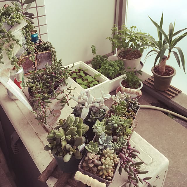 写真付きレビュー プロトリーフ ポイント5倍 サボテン 多肉植物の土 14lの通販商品 口コミ情報 Roomclipショッピング