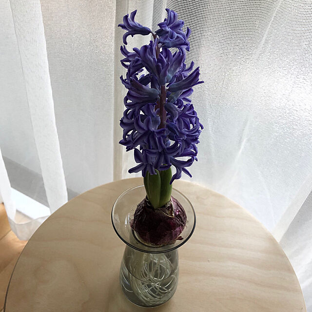 キントー Kinto 花器 Aqua Culture Vase Sサイズ ガラス 花瓶 おしゃれ フラワーベース 花 グリーン 栽培 ハーブ 激安