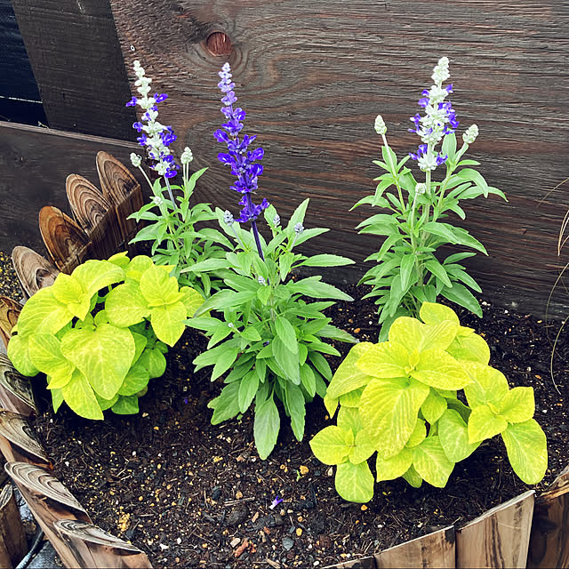 写真付きレビュー 連杭花壇柵 W1 H30cm 花壇 仕切り 囲い 柵 土留め ウッド 木製 連結 ガーデニング 送料無料 の通販商品 口コミ情報 Roomclipショッピング