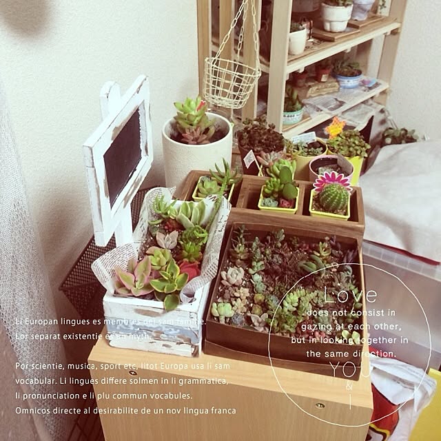 棚/多肉植物/3COINS/ダイソーのインテリア実例 - 2014-02-21 20:56:21