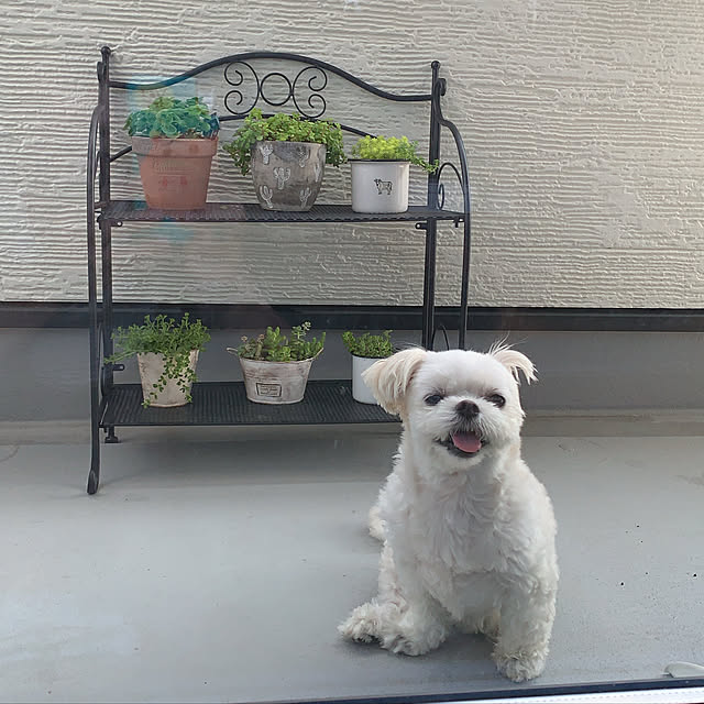 写真付きレビュー 5 Offクーポン 26日1 59まで フラワーラック 2段 プランターラック ガーデンラック インテリア 黒 雑貨 ガーデニングラック フラワースタンド おしゃれ アンティーク 花台 屋外 室内 園芸 高さ67 コンパクト プランター 玄関 ベランダ ラック 庭