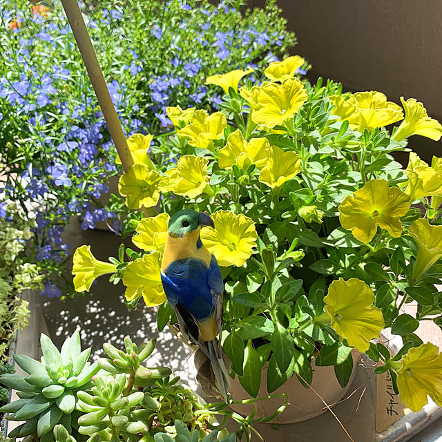 写真付きレビュー 草花の苗 ロベリア アズーロコンパクトスカイブルー3 5号ポット R の通販商品 口コミ情報 Roomclipショッピング