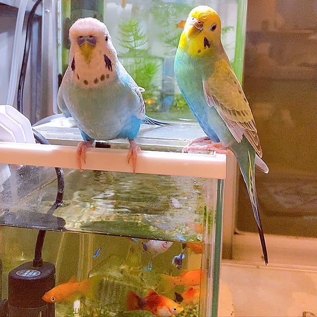 セキセイインコ おうち時間 水槽のある暮らし 水槽のある部屋 リビングのインテリア実例 22 07 25 22 22 16 Roomclip ルームクリップ