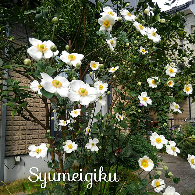 市場 秋明菊 ホワイト 白 シュウメイギク 3 5号ポット