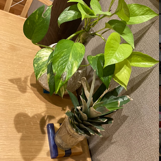 観葉植物 ポトス パイナップルの根が伸びて来た 成長がすごい ナチュラル などのインテリア実例 21 06 14 22 22 59 Roomclip ルームクリップ 観葉植物 ポトス パイナップルの根が伸びて来た 成長がすごい ナチュラル などのインテリア実例 21 06 14 22 22 59 Roomclip ルームクリップ