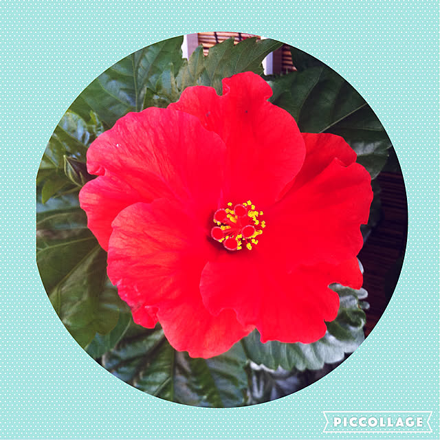 写真付きレビュー 刀川平和農園 平和 ハイビスカス 夏の花の培養土 Scgシリーズ 5リットルの通販商品 口コミ情報 Roomclipショッピング