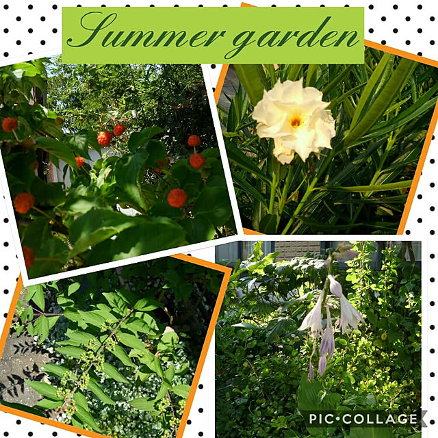 ギボウシ 10 5cmポット ぎぼうし 擬宝珠 ホスタ 宿根草です 冬季は地上部はありません 販売 苗 植木 苗木 庭木 グランドカバー 下草 寄せ植え 低木のレビュー クチコミとして参考になる投稿1枚 Roomclip Item