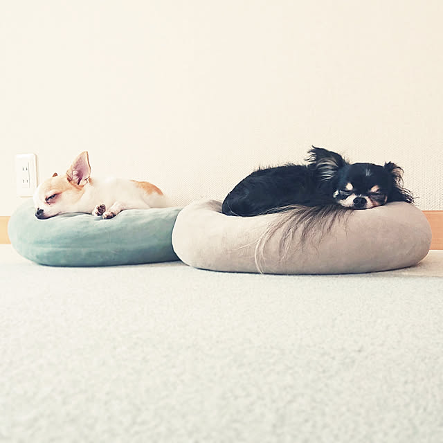 送料無料 サンゲツ 洗える 住宅用 タイルカーペット スタイルキット カット 吸着 ずれない 犬猫 ペット対応 防汚 防臭 防音 制電 防炎 防ダニ 床暖 40 40 フローリングに 置くだけ 家庭用 パネルカーペット 賃貸ok カラフル かわいいのレビュー クチコミとして参考に 送料無料 サンゲツ 洗える 住宅用 タイルカーペット スタイルキット カット 吸着 ずれない 犬猫 ペット対応 防汚 防臭 防音 制電 防炎 防ダニ 床暖 40 40 フローリングに 置くだけ 家庭用 パネルカーペット 賃貸ok カラフル かわいいのレビュー クチコミとして参考に
