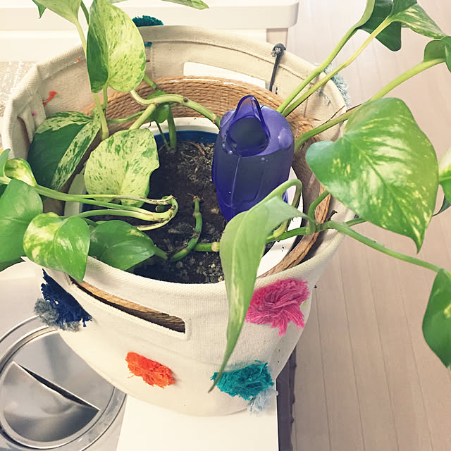 5のつく日はポイント10倍 Scheurich ドイツ シューリッヒ自動給水器 バーディ Bordy 選べる4色飾ってカワイイ 水やりバーディ鉢 園芸 観葉植物 園芸用品 植木鉢のレビュー クチコミとして参考になる投稿1枚