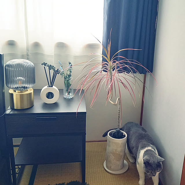 写真付きレビュー】アロマセラピーカンパニー(Aromatherapy Company) BLEND ブレンド CERAMIC AROMA STICK HOLDER セラミックアロマスティックホルダー ○サイズ:Φ44×H248mmの通販商品口コミ情報 | RoomClipショッピング 写真付きレビュー】アロマセラピーカンパニー(Aromatherapy Company) BLEND ブレンド CERAMIC AROMA STICK HOLDER セラミックアロマスティックホルダー ○サイズ:Φ44×H248mmの通販商品口コミ情報 | RoomClipショッピング