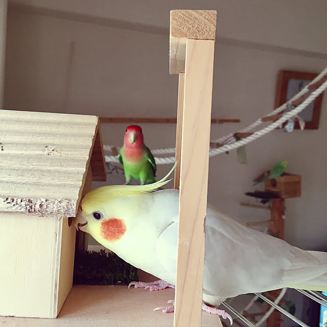 21 ナチュラルペットフーズ ｎｐｆ エクセル セキセイインコ巣 バードキャリー