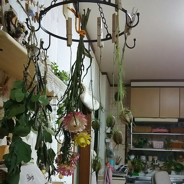 ユーカリ ポポラス 2個セット 花粉症に効く ゆらゆら丸い葉っぱ ガーデニング 観葉植物のレビュー クチコミとして参考になる投稿3枚 Roomclip Item