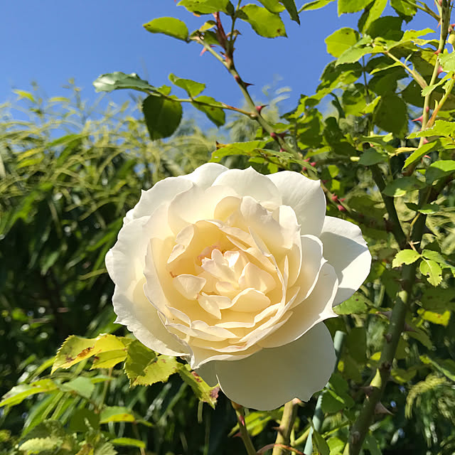 バラ 苗 京成 チャイコフスキー Ht 大輪 四季咲き 2年生 接ぎ木大苗 薔薇 ローズ バラ の 苗 京成 バラ 園のレビュー クチコミとして参考になる投稿1枚 バラ 苗 京成 チャイコフスキー Ht 大輪 四季咲き 2年生 接ぎ木大苗 薔薇 ローズ バラ の 苗 京成 バラ 園のレビュー クチコミとして参考になる投稿1枚