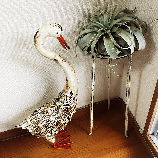癒し空間 One S Garden Plants エアープランツ キセログラフィカ ｓｓ サイズ 初めてのエアープランツを育てる方にはこのサイズインテリアグリーンに チランジア チランドシア のレビュー 口コミとして参考になる投稿2枚 Roomclip ルームクリップ