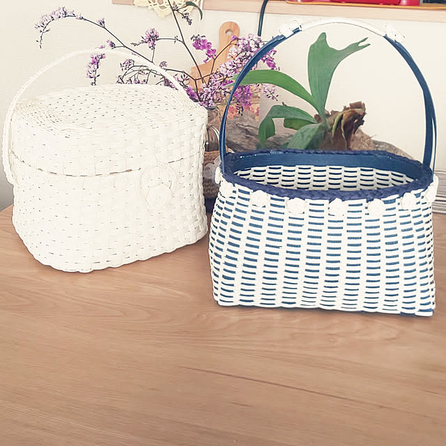 22 現品 コウモリラン ネザランズ No ビカクシダ プラティセリウム 観葉植物 おしゃれ インテリア 吊り下げ 壁掛け ミニ 小型 大型 室内 ビフルカツム ネザーランド Platycerium Bifurcatum Netherlands Fucoa Cl