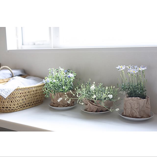 ブルーデージー4号サイズ 高さ30cm 鉢花 販売 通販 種類のレビュー クチコミとして参考になる投稿1枚