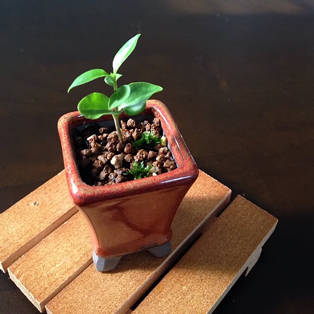 机 超ミニ盆栽 Naturalkitchen 100均 鉢は3 4cm などのインテリア実例 14 06 03 15 58 16 Roomclip ルームクリップ