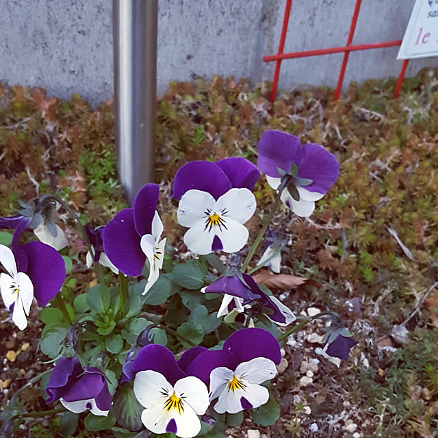 写真付きレビュー 岐阜県産 ビオラ 4株 ビオラ 苗 花色は当店販売の中からお任せの4株となります 鮮度優先 生産農家 朝取り 花苗 ビオラ苗 種類 販売 通販 種類の通販商品 口コミ情報 Roomclipショッピング